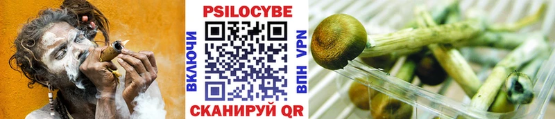 Купить  Камышин  Псилоцибиновые грибы MAGIC MUSHROOMS 
